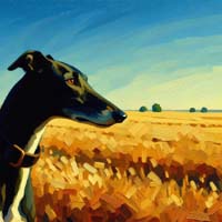 BlackGreyhoundGoldenField